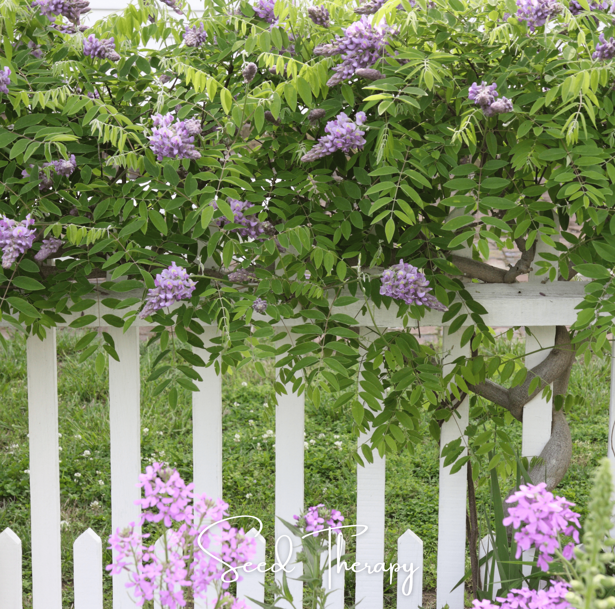 American Wisteria – 5 Seeds | Seeds | Wiccan Center
