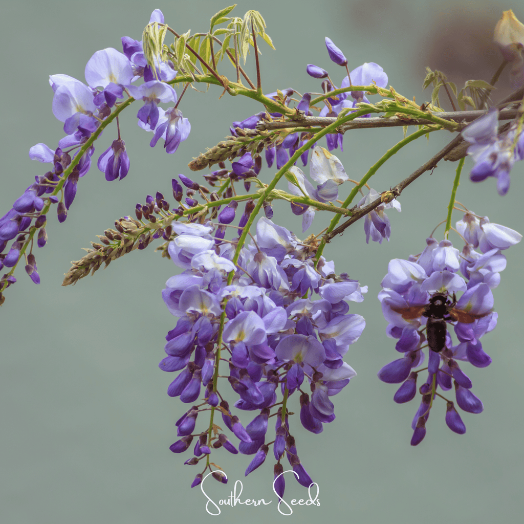 American Wisteria – 5 Seeds | Seeds | Wiccan Center
