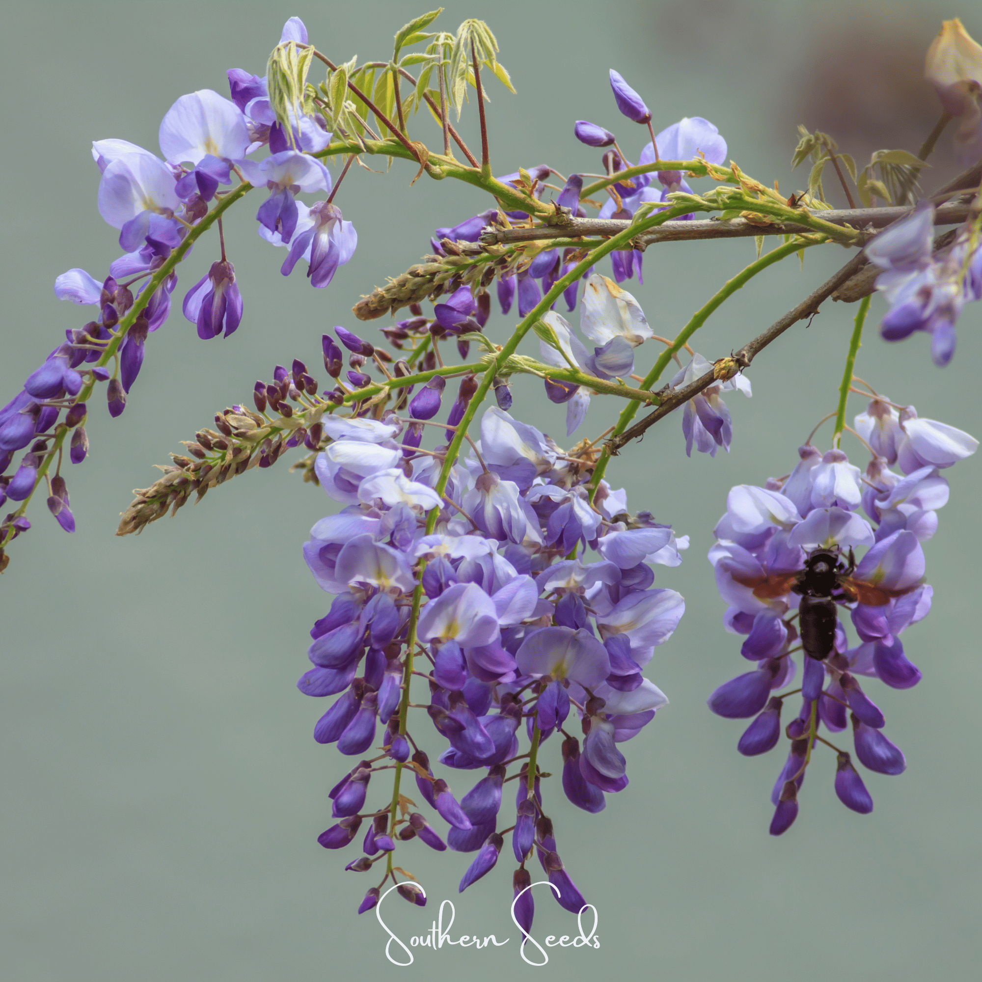 American Wisteria – 5 Seeds | Seeds | Wiccan Center