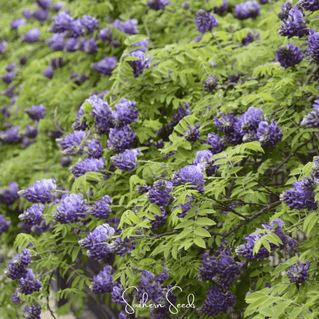 American Wisteria – 5 Seeds | Seeds | Wiccan Center