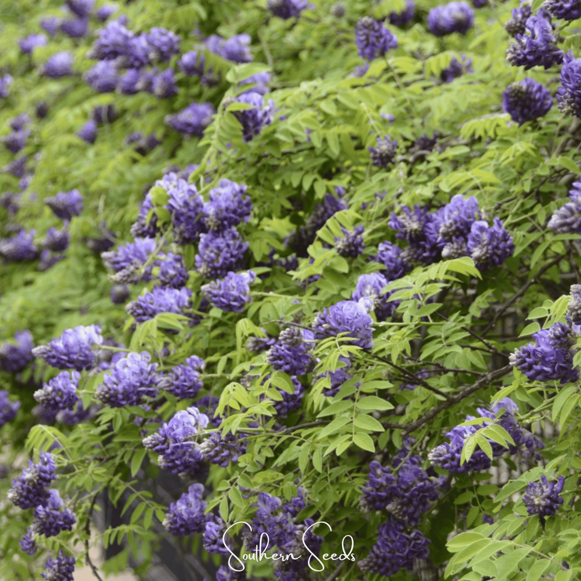 American Wisteria – 5 Seeds | Seeds | Wiccan Center