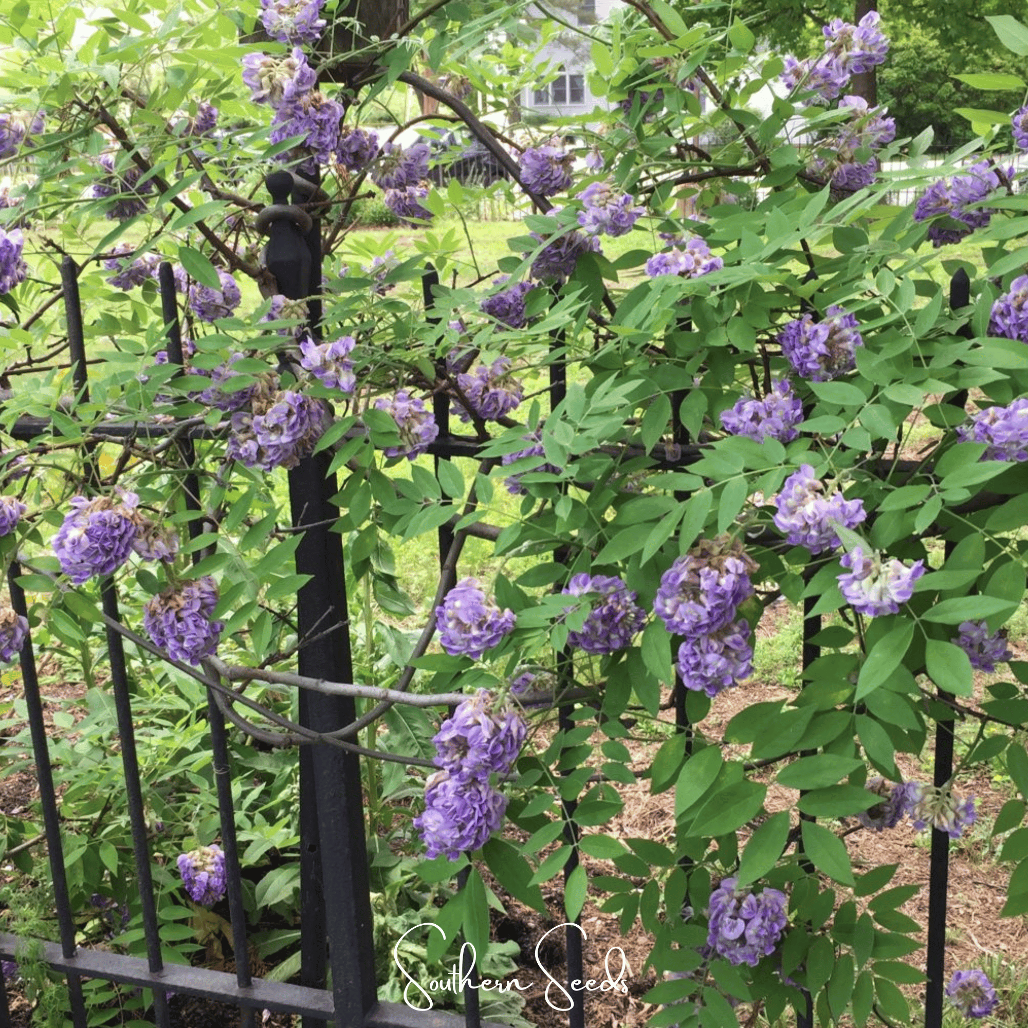 American Wisteria – 5 Seeds | Seeds | Wiccan Center