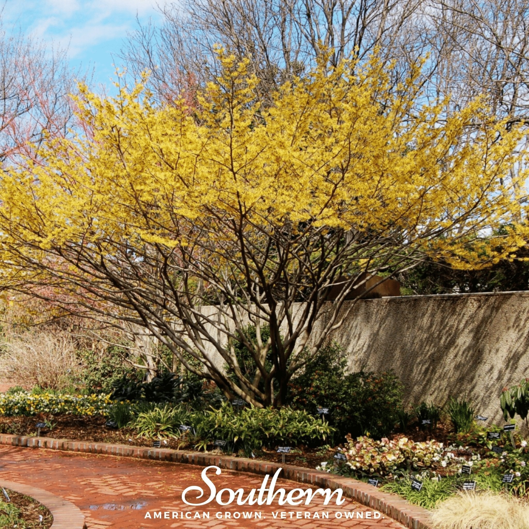 Witch Hazel – 5 Seeds | Seeds | Wiccan Center