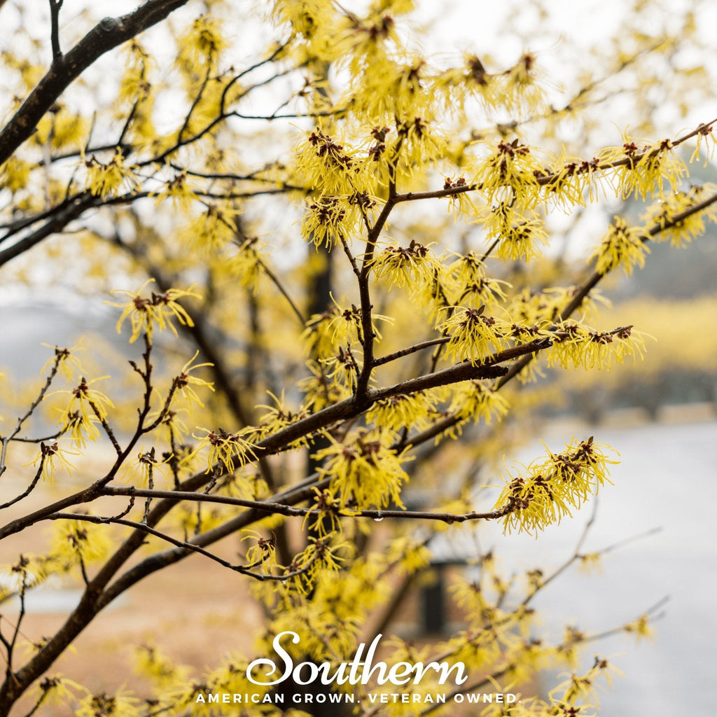 Witch Hazel – 5 Seeds | Seeds | Wiccan Center