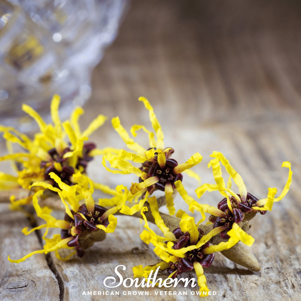 Witch Hazel – 5 Seeds | Seeds | Wiccan Center