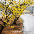 Witch Hazel – 5 Seeds | Seeds | Wiccan Center