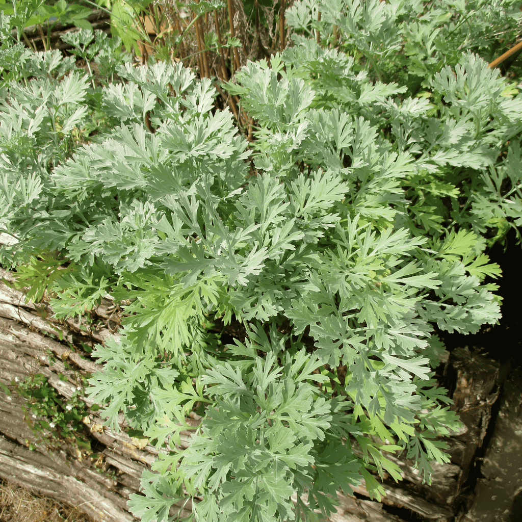 Wormwood – 200 Seeds | Seeds | Wiccan Center