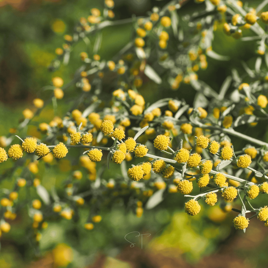 Wormwood – 200 Seeds | Seeds | Wiccan Center