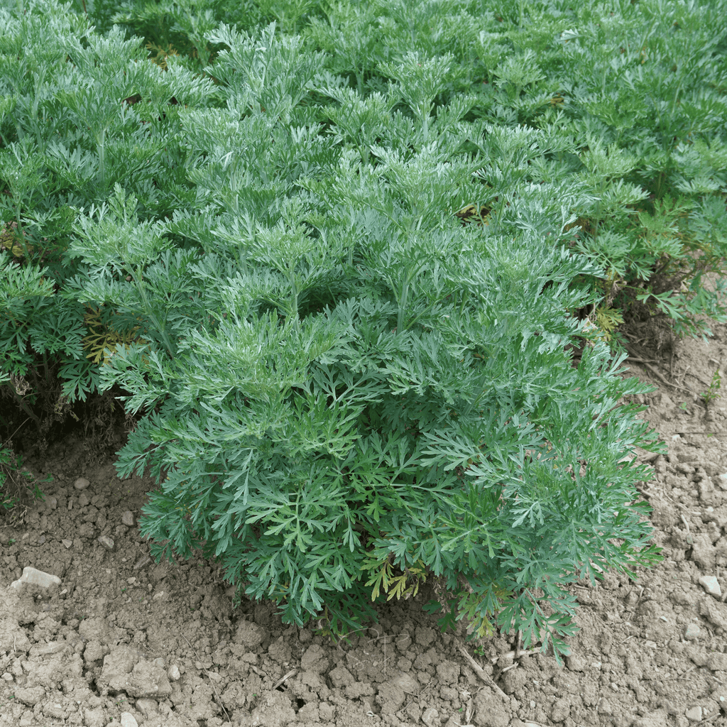 Wormwood – 200 Seeds | Seeds | Wiccan Center