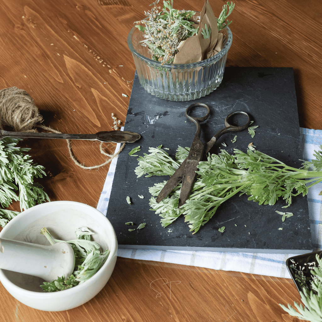 Wormwood – 200 Seeds | Seeds | Wiccan Center