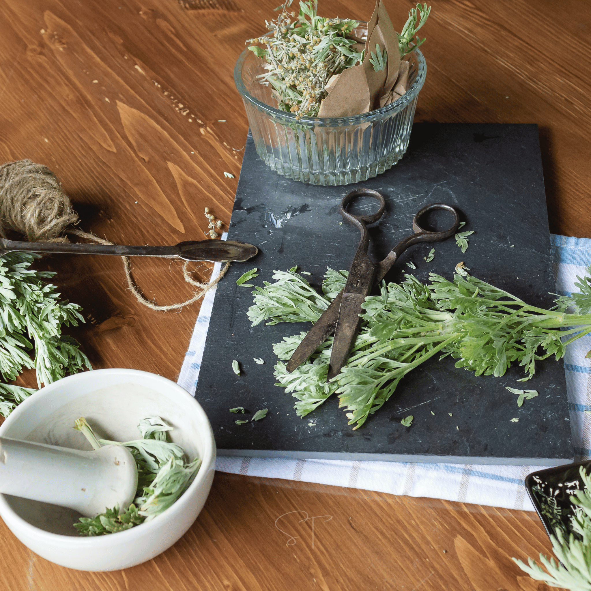 Wormwood – 200 Seeds | Seeds | Wiccan Center