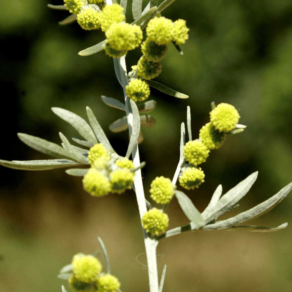 Wormwood – 200 Seeds | Seeds | Wiccan Center