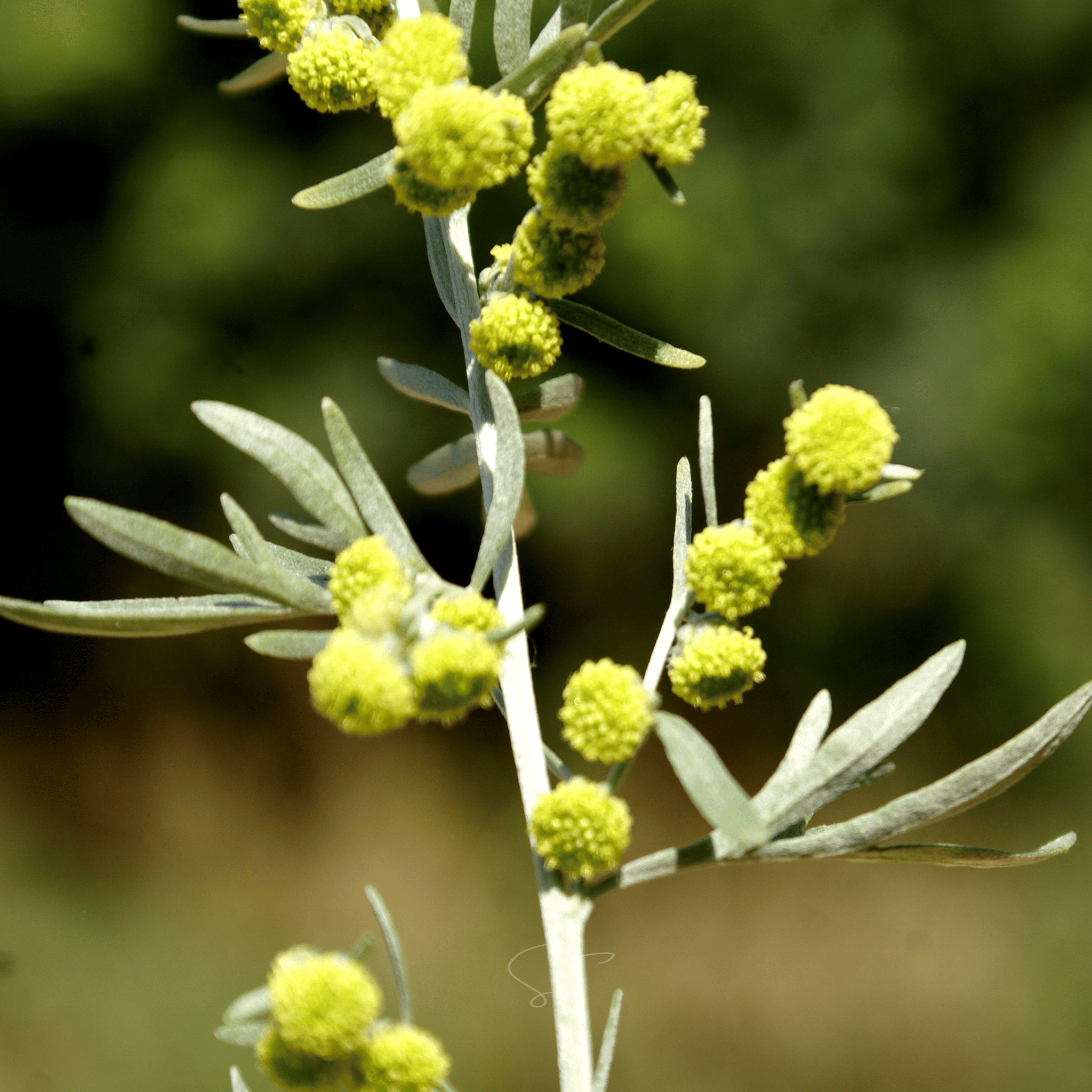 Wormwood – 200 Seeds | Seeds | Wiccan Center
