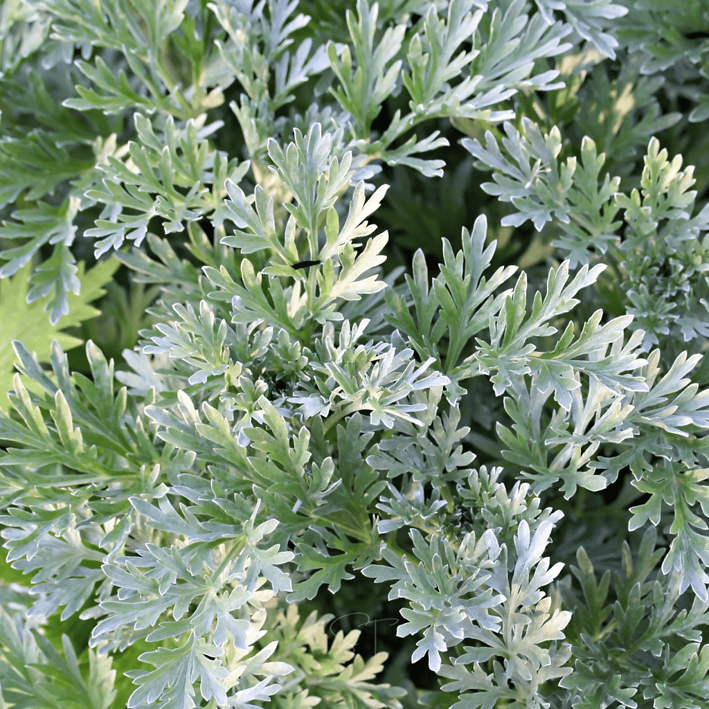 Wormwood – 200 Seeds | Seeds | Wiccan Center