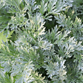 Wormwood – 200 Seeds | Seeds | Wiccan Center