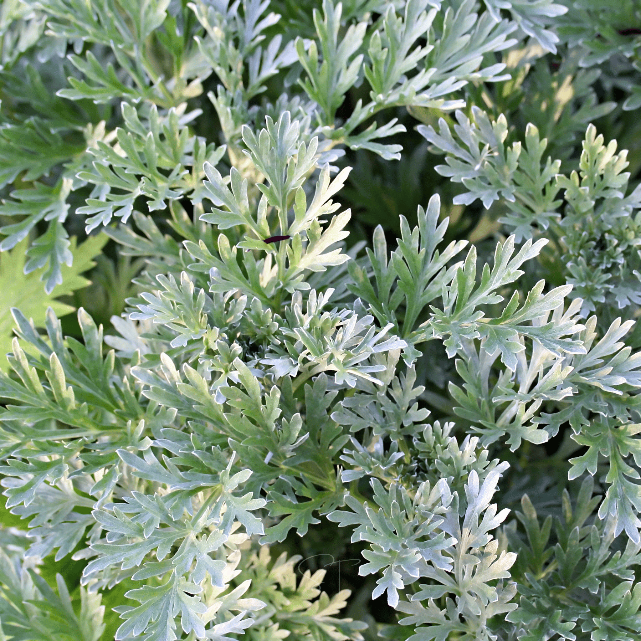 Wormwood – 200 Seeds | Seeds | Wiccan Center