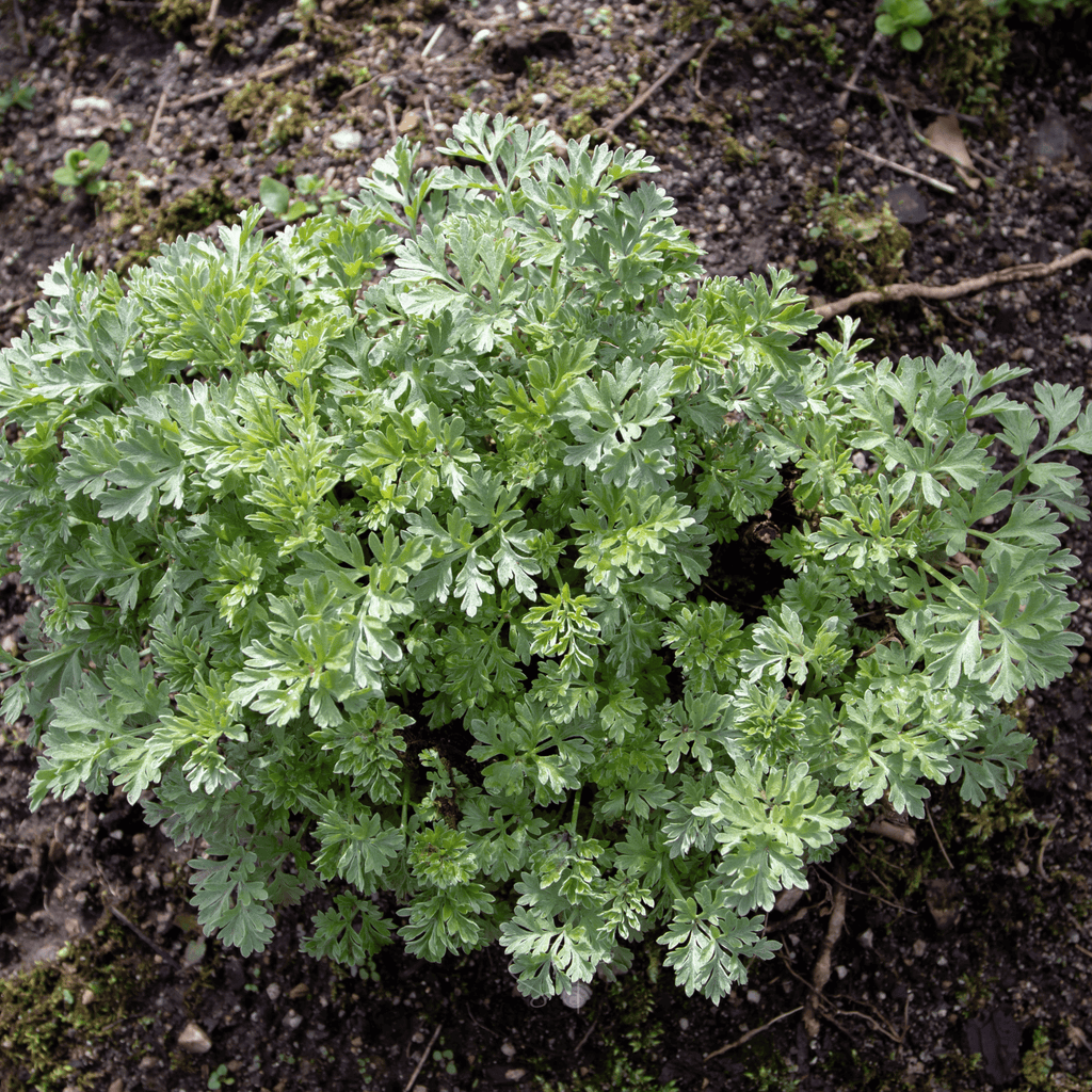 Wormwood – 200 Seeds | Seeds | Wiccan Center