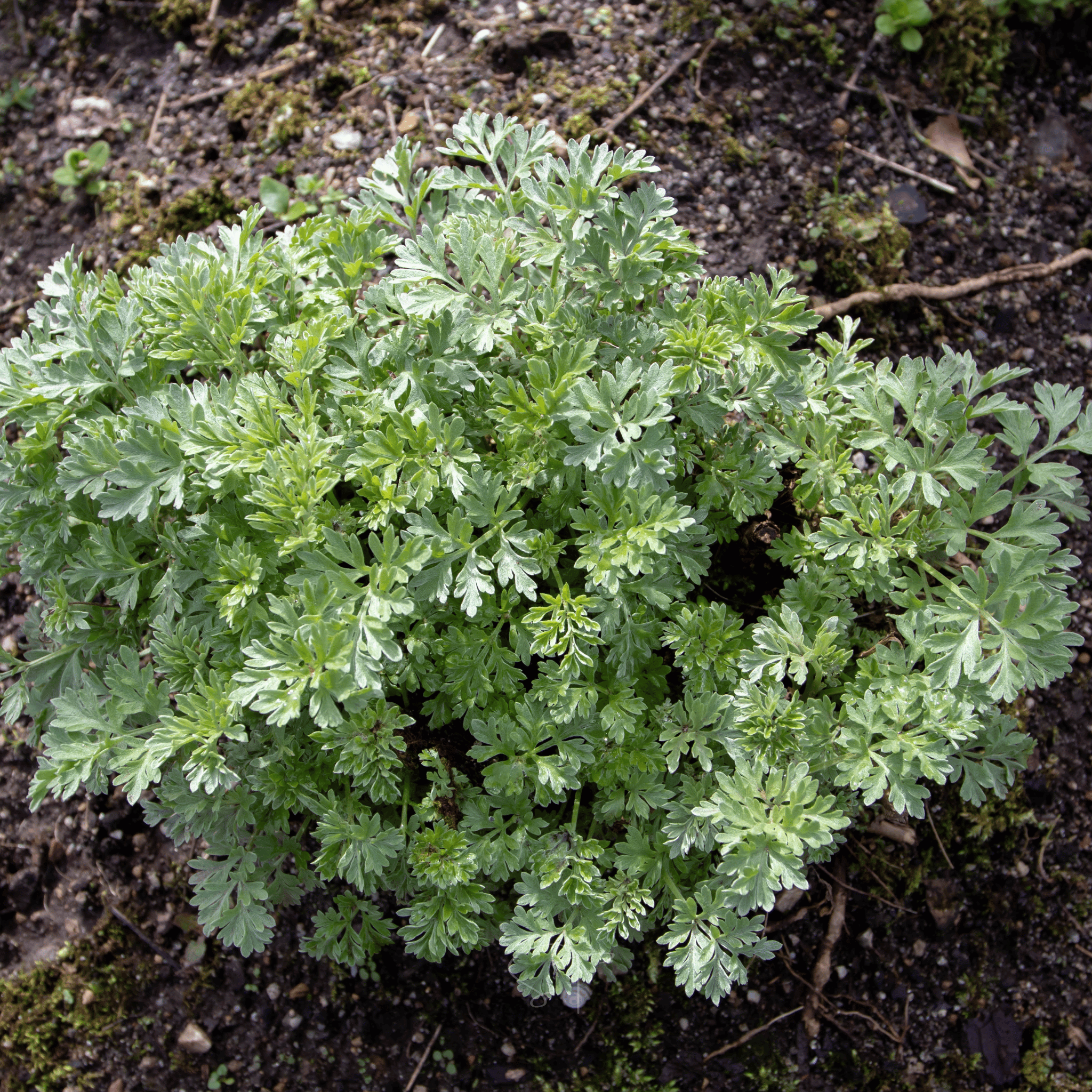 Wormwood – 200 Seeds | Seeds | Wiccan Center