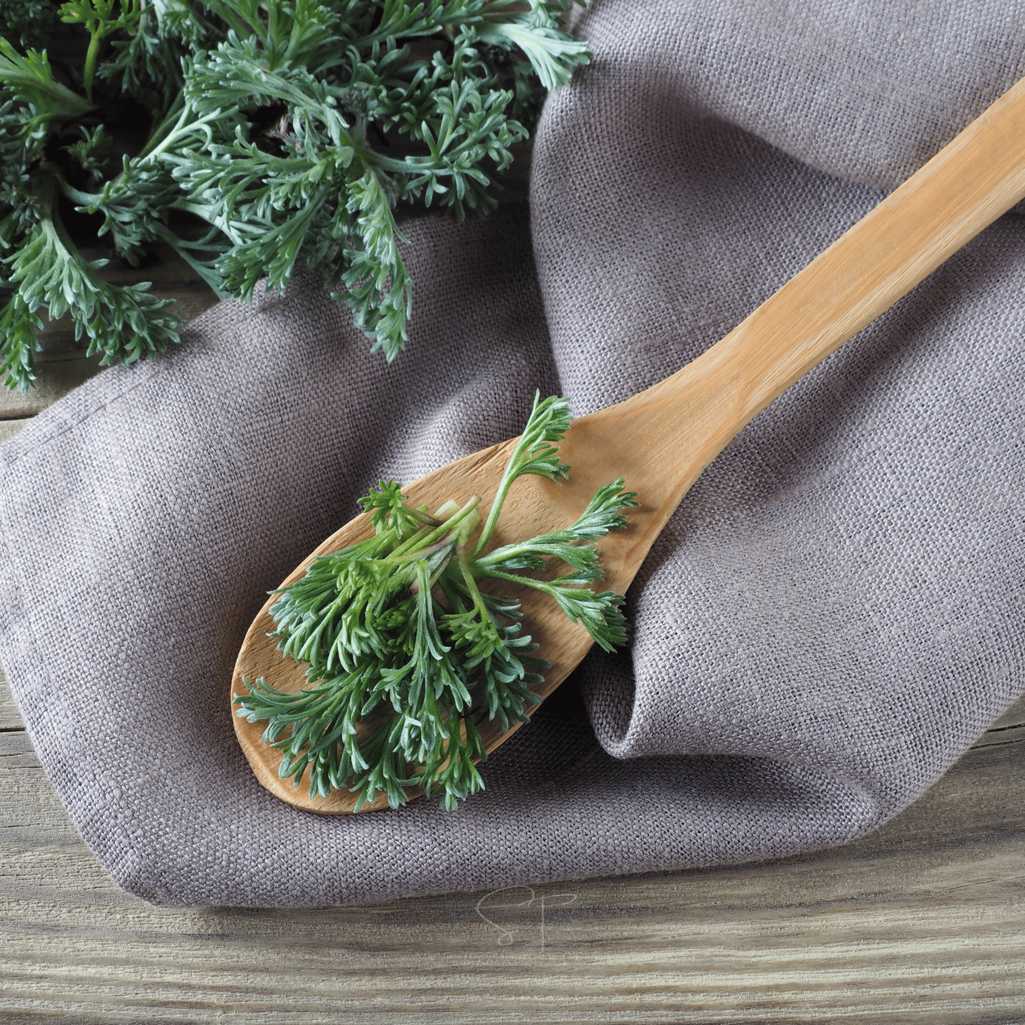 Wormwood – 200 Seeds | Seeds | Wiccan Center