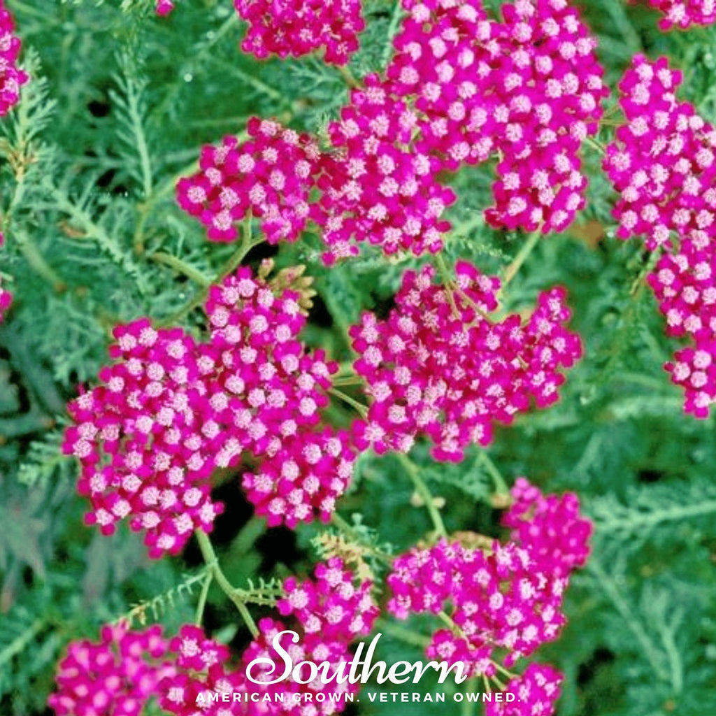 Cerise Queen Yarrow – 50 Seeds | Seeds | Wiccan Center
