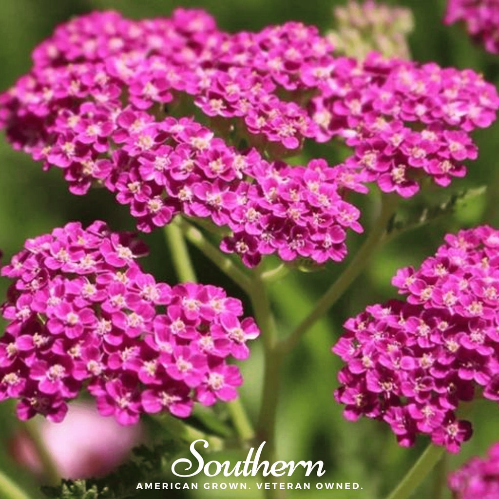 Cerise Queen Yarrow – 50 Seeds | Seeds | Wiccan Center