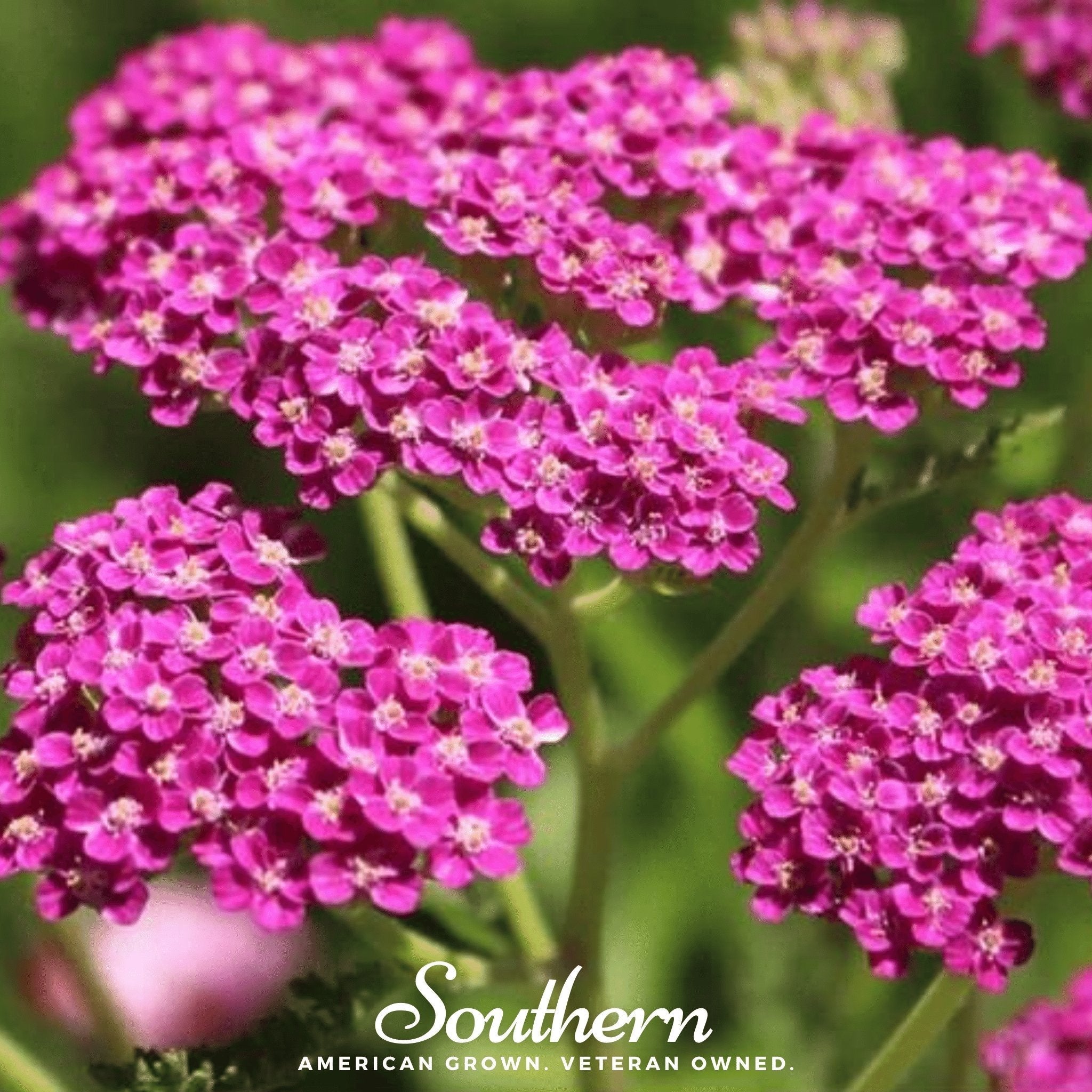 Cerise Queen Yarrow – 50 Seeds | Seeds | Wiccan Center