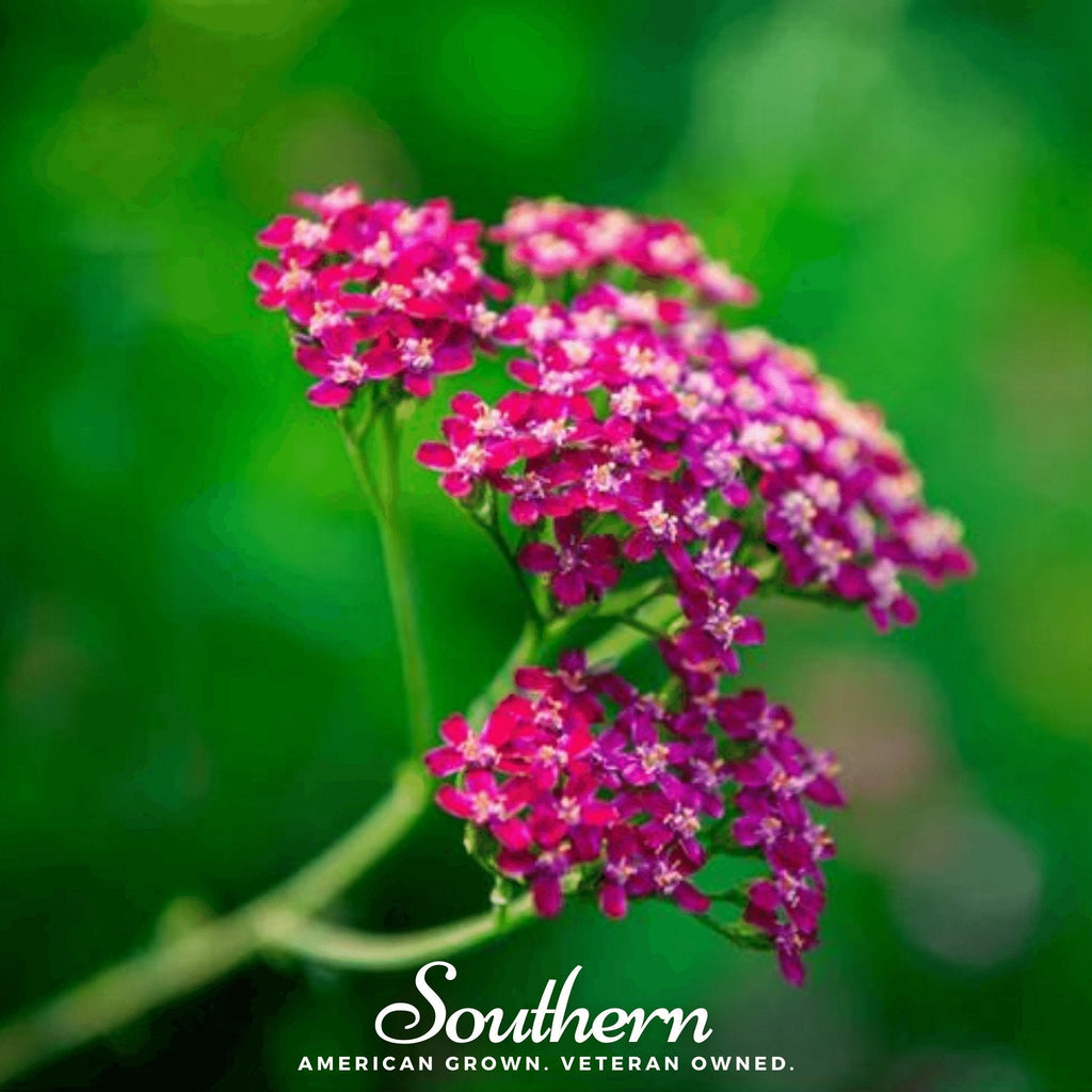 Cerise Queen Yarrow – 50 Seeds | Seeds | Wiccan Center