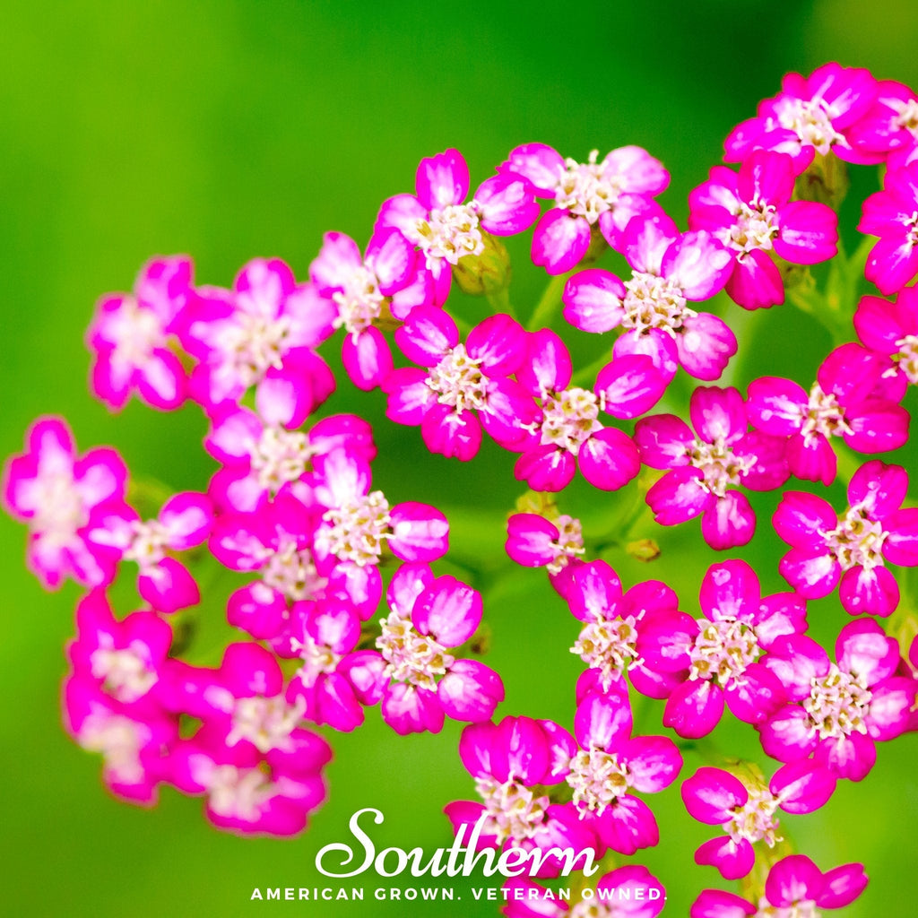 Cerise Queen Yarrow – 50 Seeds | Seeds | Wiccan Center