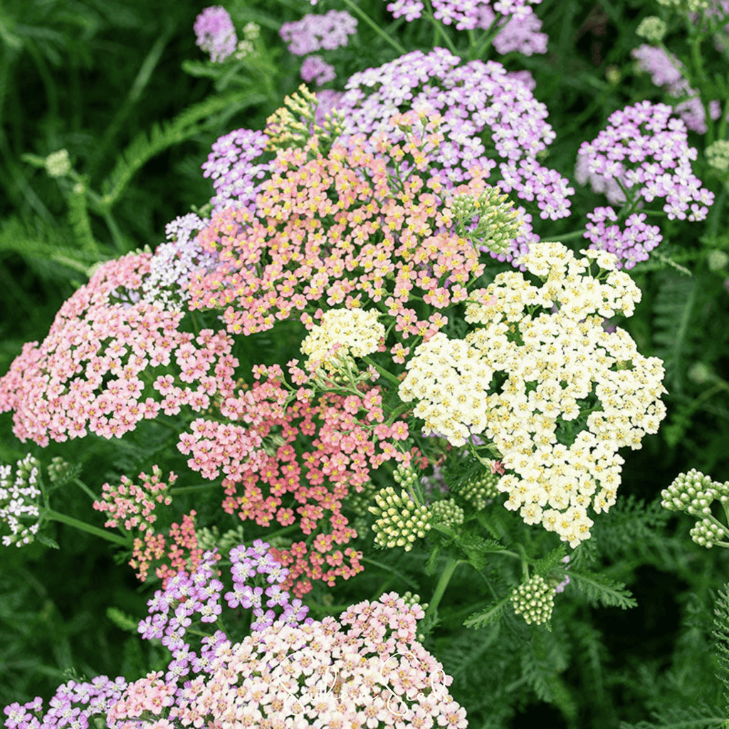 Colorado Yarrow Mix – 50 Seeds | Seeds | Wiccan Center
