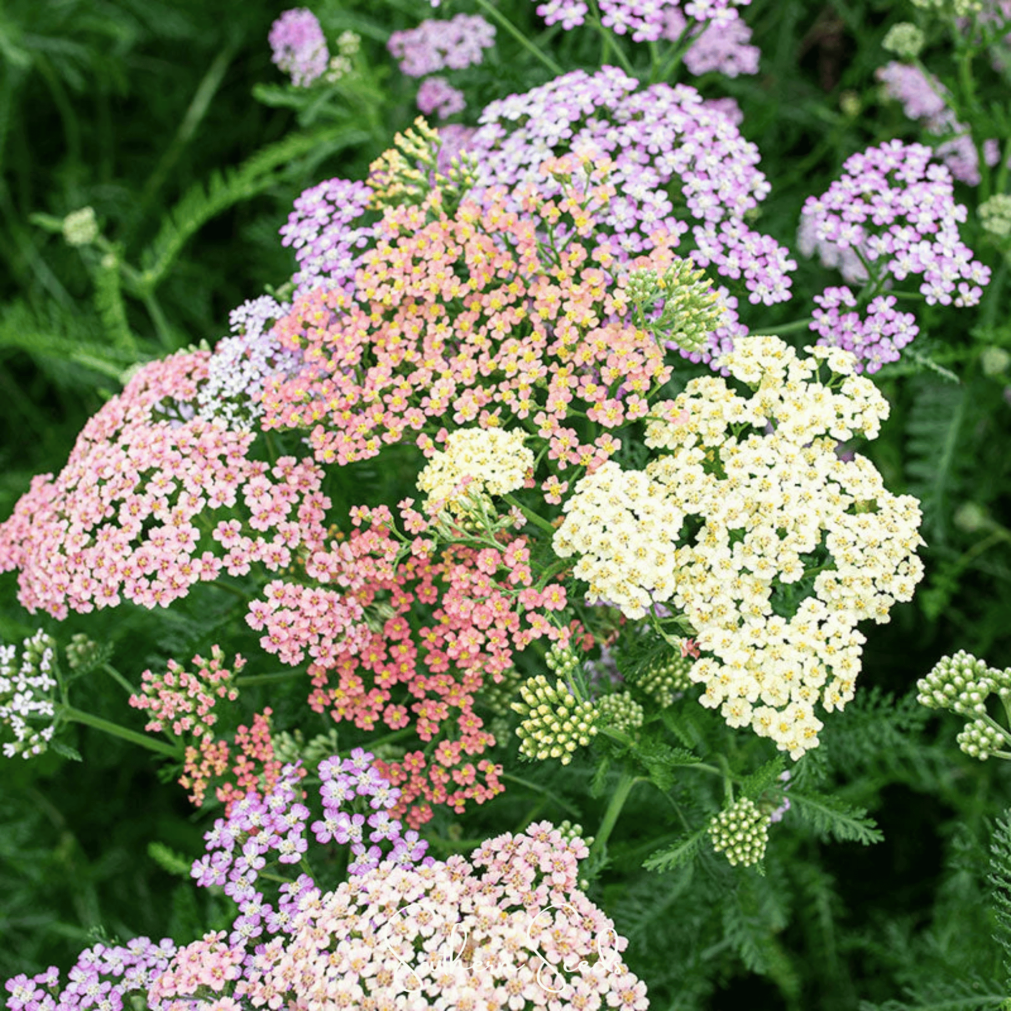 Colorado Yarrow Mix – 50 Seeds | Seeds | Wiccan Center