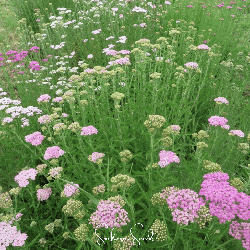 Colorado Yarrow Mix – 50 Seeds | Seeds | Wiccan Center