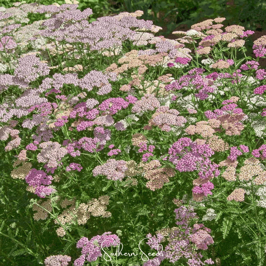 Colorado Yarrow Mix – 50 Seeds | Seeds | Wiccan Center