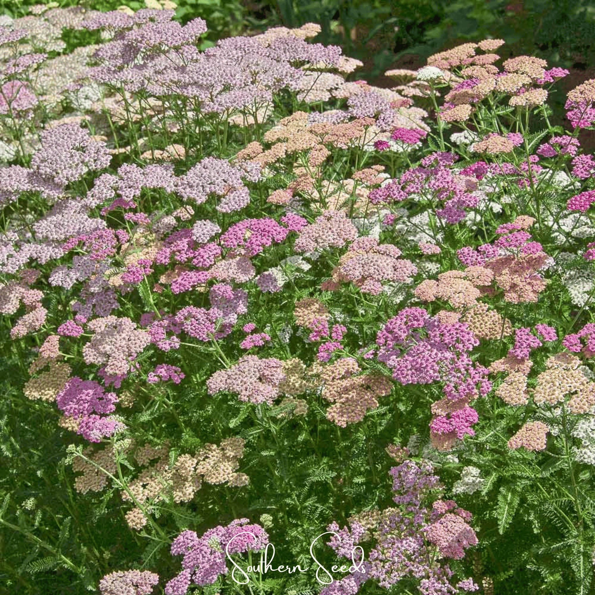Colorado Yarrow Mix – 50 Seeds | Seeds | Wiccan Center