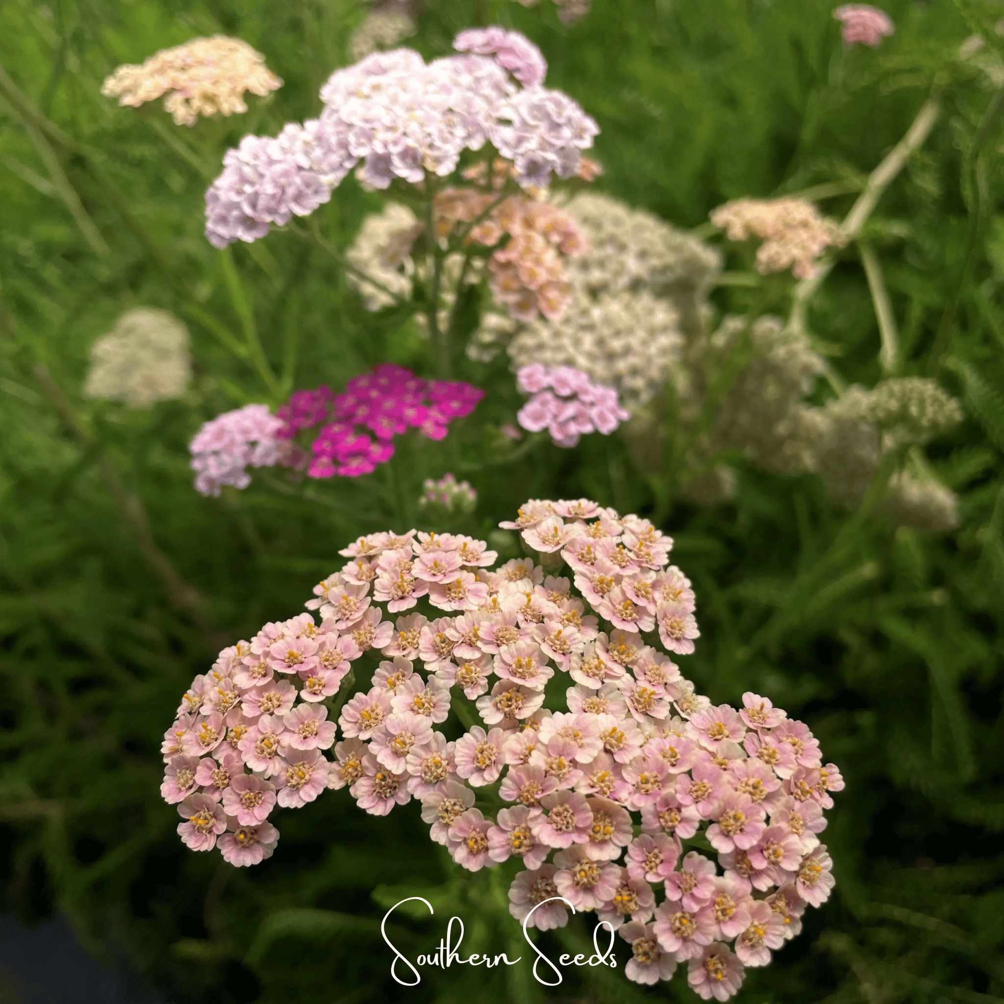 Colorado Yarrow Mix – 50 Seeds | Seeds | Wiccan Center