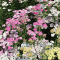 Colorado Yarrow Mix – 50 Seeds | Seeds | Wiccan Center