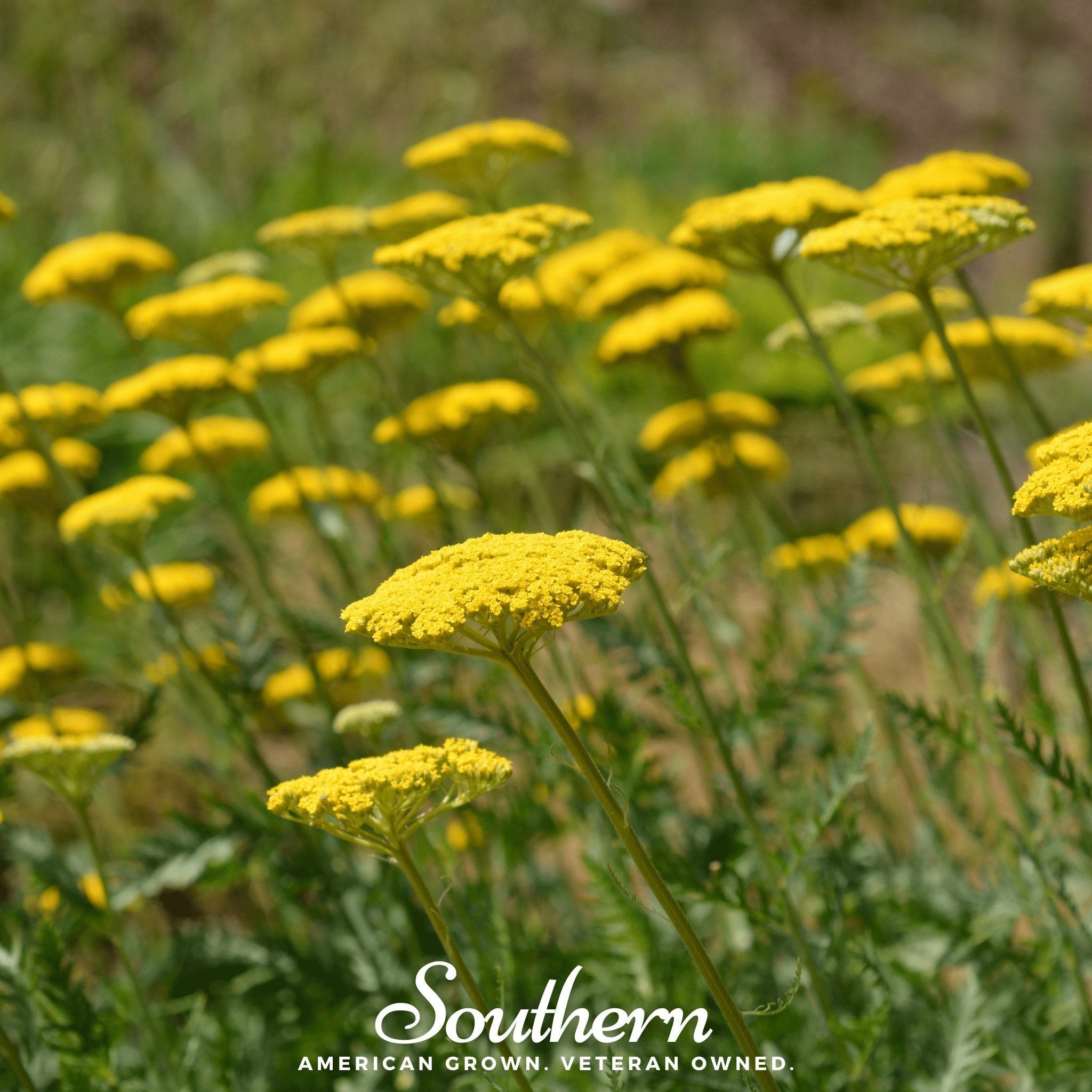 Golden Parker Yarrow – 100 Seeds | Seeds | Wiccan Center