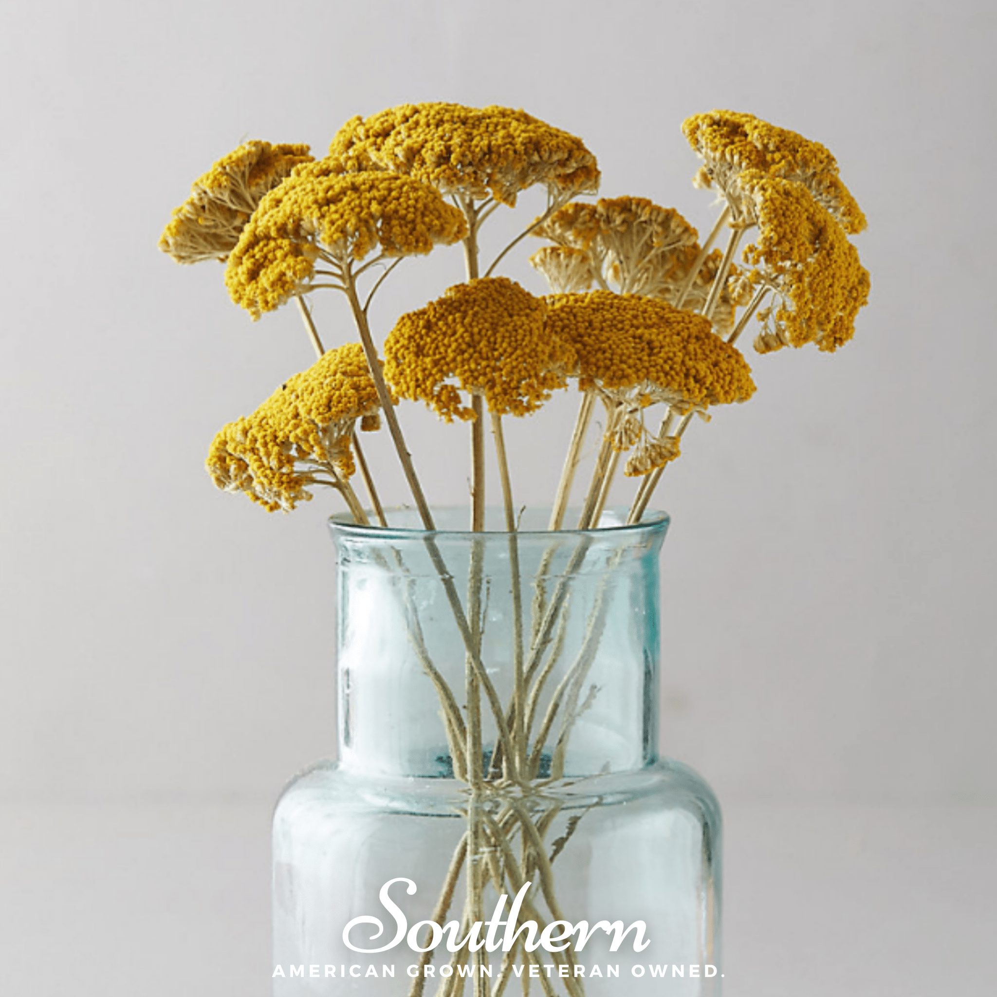 Golden Parker Yarrow – 100 Seeds | Seeds | Wiccan Center