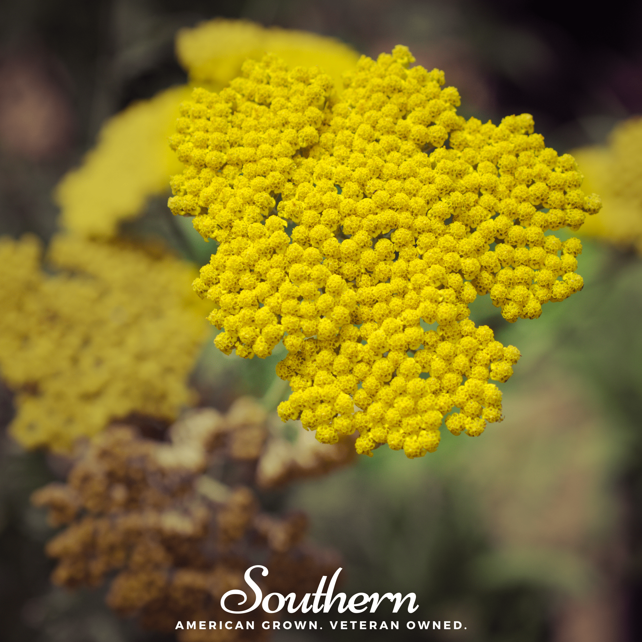 Golden Parker Yarrow – 100 Seeds | Seeds | Wiccan Center