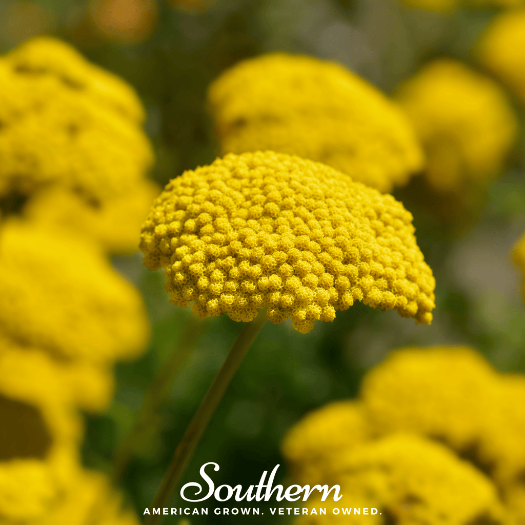 Golden Parker Yarrow – 100 Seeds | Seeds | Wiccan Center