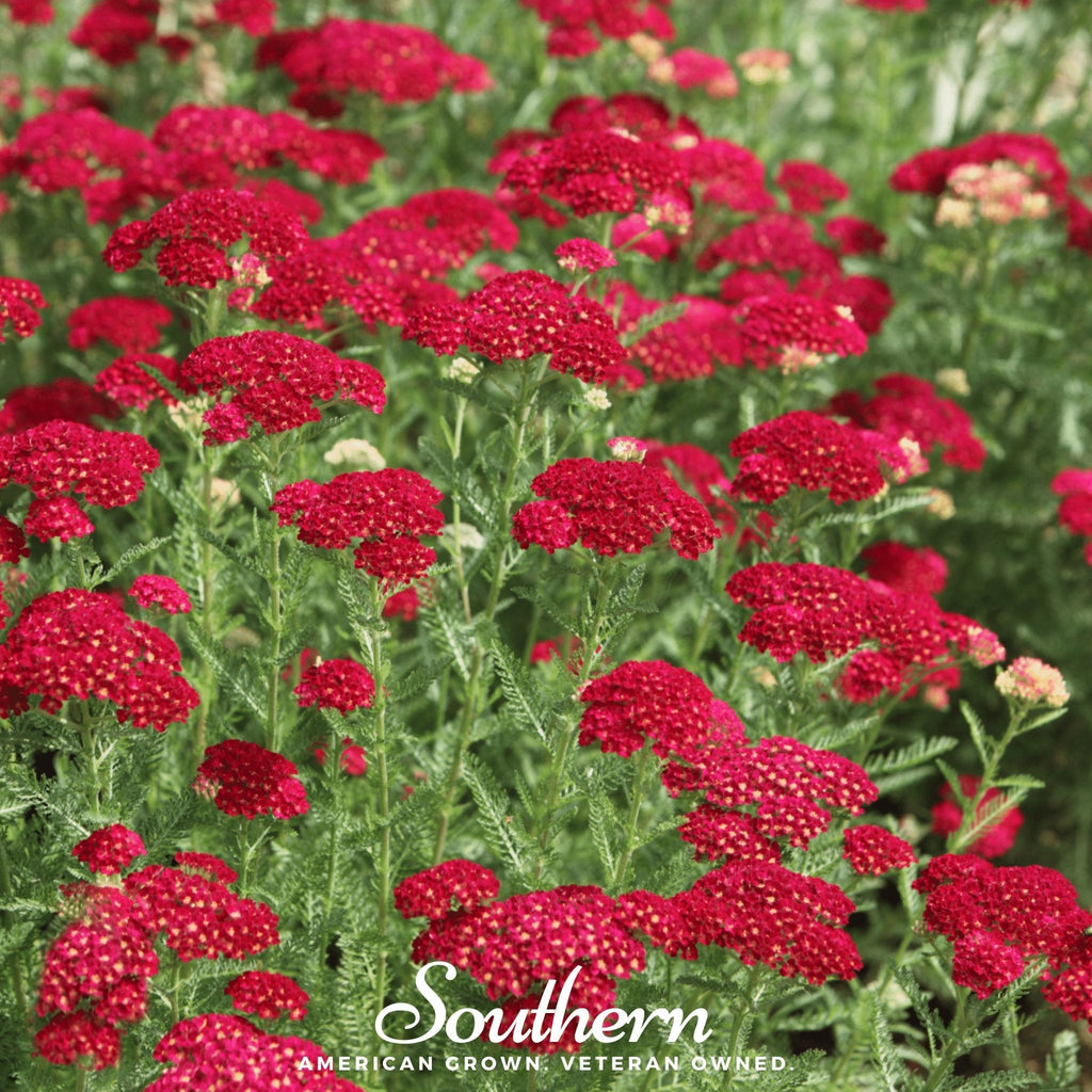 Red Yarrow – 100 Seeds | Seeds | Wiccan Center