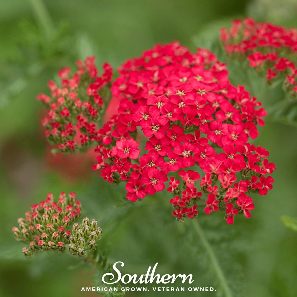 Red Yarrow – 100 Seeds | Seeds | Wiccan Center