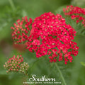 Red Yarrow – 100 Seeds | Seeds | Wiccan Center