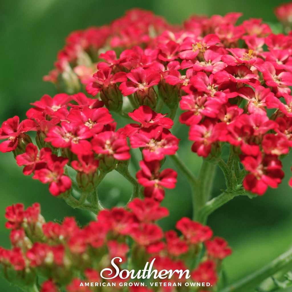 Red Yarrow – 100 Seeds | Seeds | Wiccan Center