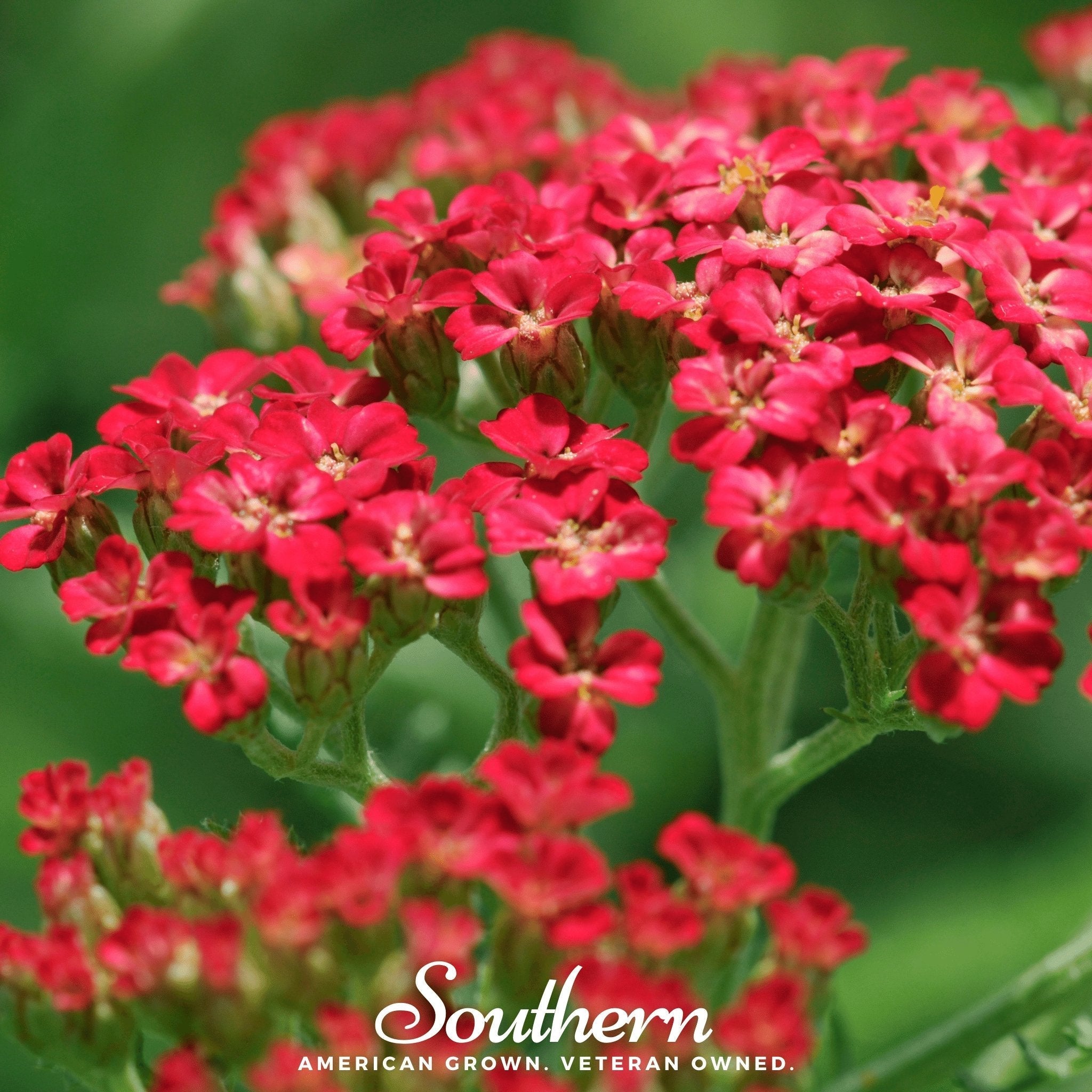 Red Yarrow – 100 Seeds | Seeds | Wiccan Center