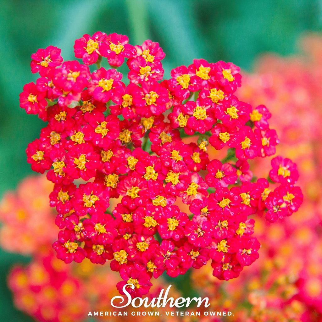 Red Yarrow – 100 Seeds | Seeds | Wiccan Center
