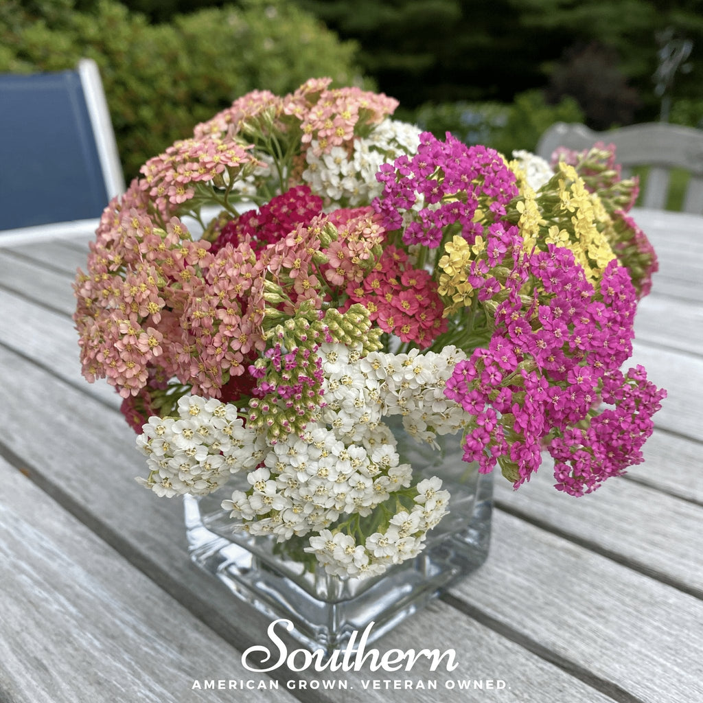 Summer Berries Yarrow Mix – 50 Seeds | Seeds | Wiccan Center