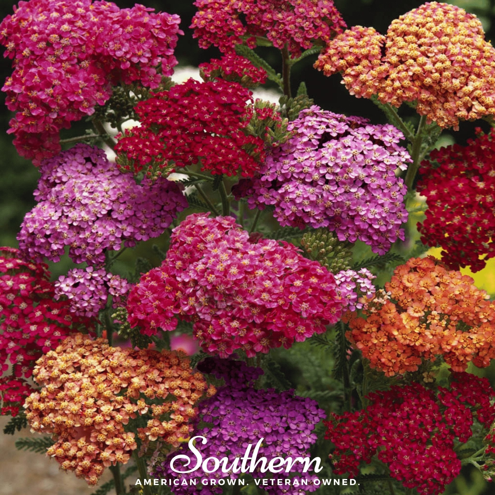 Summer Berries Yarrow Mix – 50 Seeds | Seeds | Wiccan Center