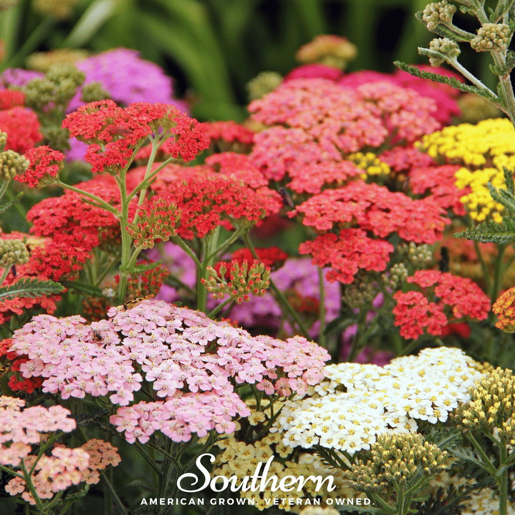 Summer Berries Yarrow Mix – 50 Seeds | Seeds | Wiccan Center