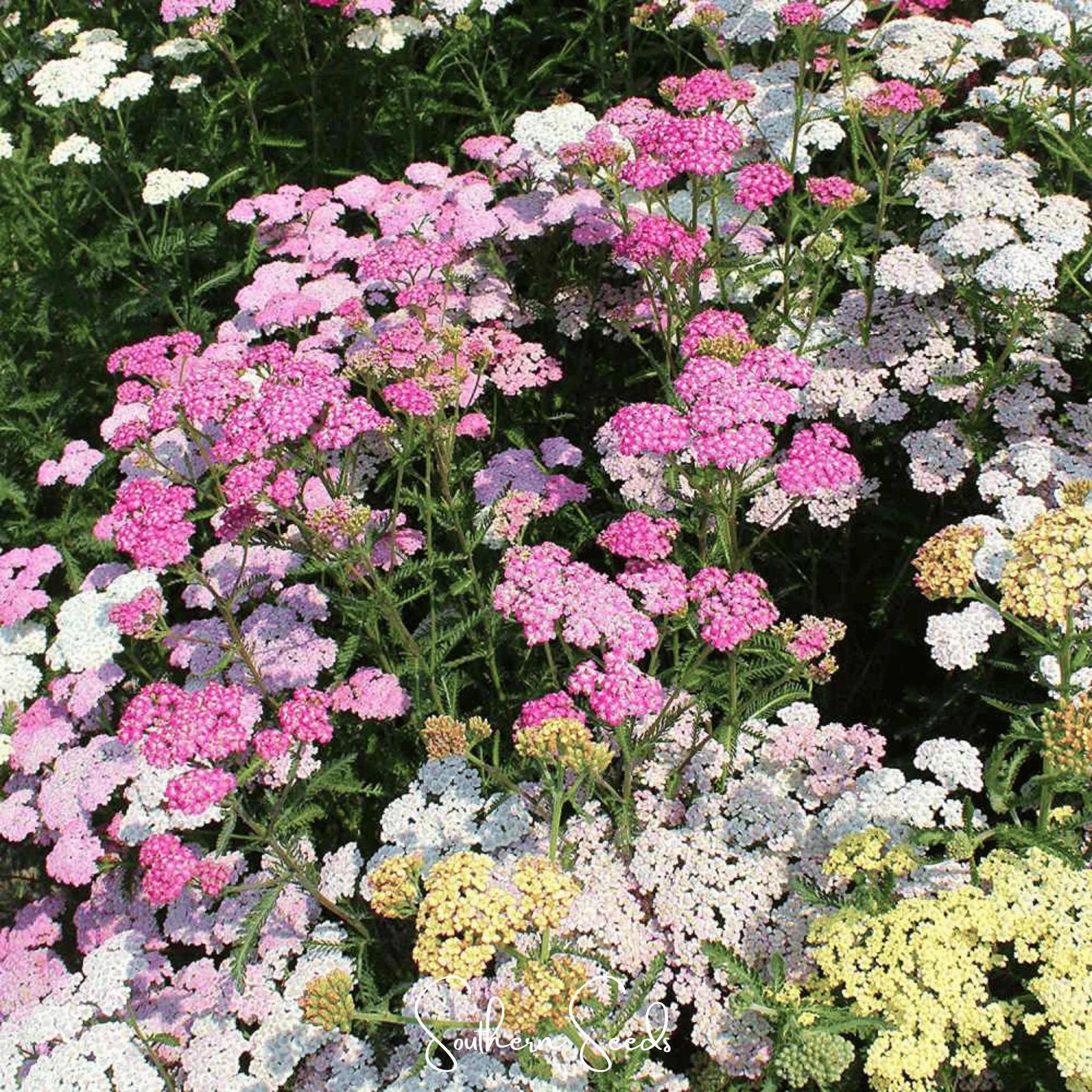 Summer Pastels Yarrow – 50 Seeds | Seeds | Wiccan Center