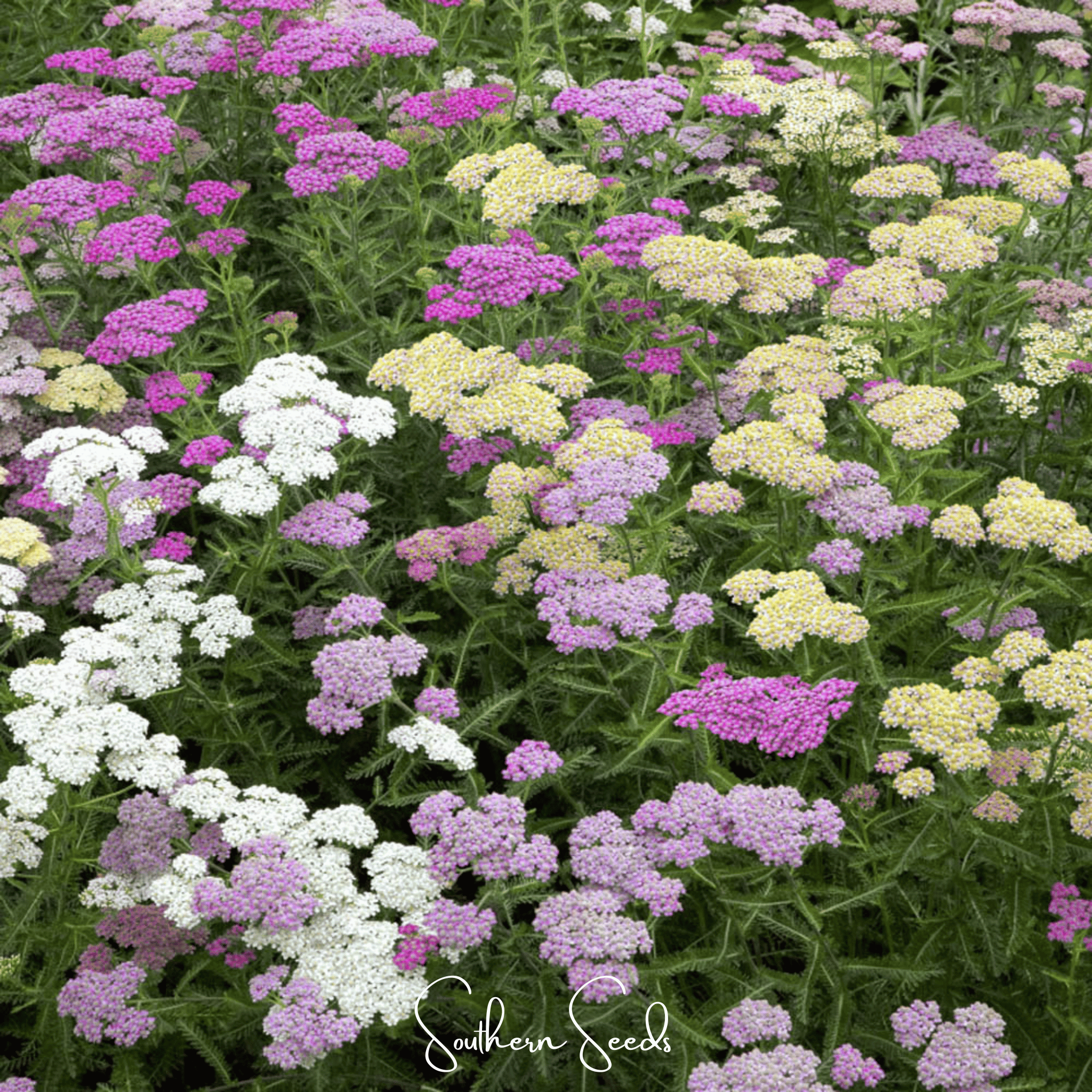 Summer Pastels Yarrow – 50 Seeds | Seeds | Wiccan Center